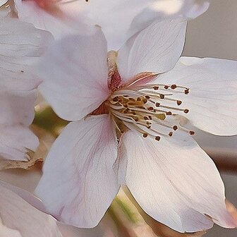 Detail Kersenbloesem fotobehang Sakura