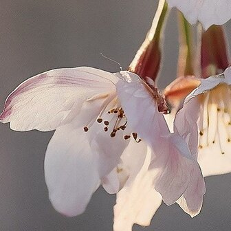 Detail Kersenbloesem fotobehang Sakura