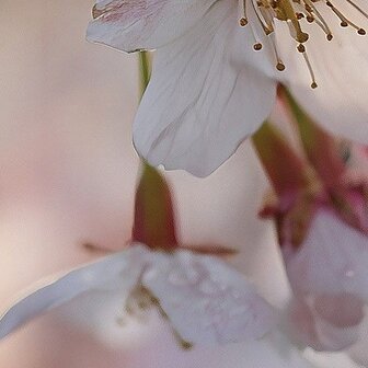 Detail Kersenbloesem fotobehang Sakura