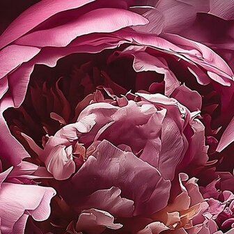 Roze Pioenrozen fotobehang 