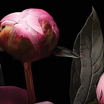 Roze Pioenrozen fotobehang 