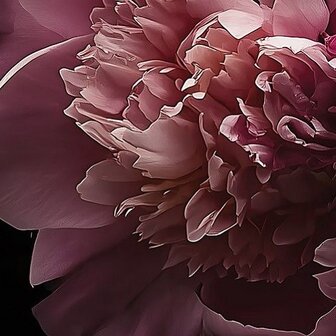 Roze Pioenrozen fotobehang 