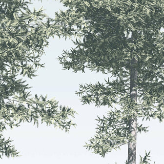 Pijnbomen fotobehang Pines