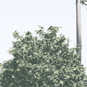 Pijnbomen fotobehang Pines