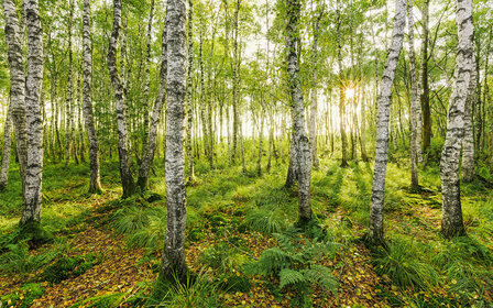 Bos fotobehang Birch Trees - SH