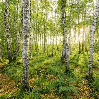 Bos fotobehang Birch Trees - SH
