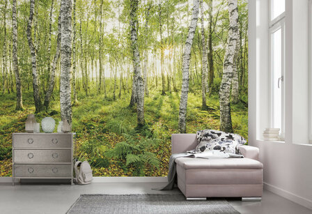 Bos fotobehang Birch Trees - SH