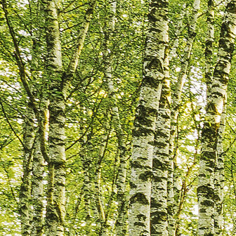 Bos fotobehang Birch Trees - SH