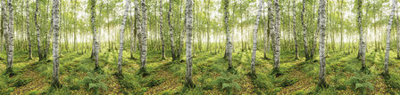 Bos fotobehang Birch Trees - SH