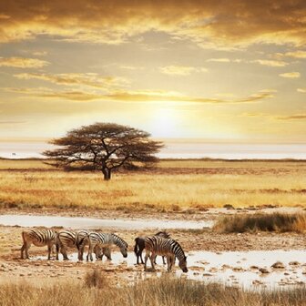 Afrikaanse Savanne fotobehang