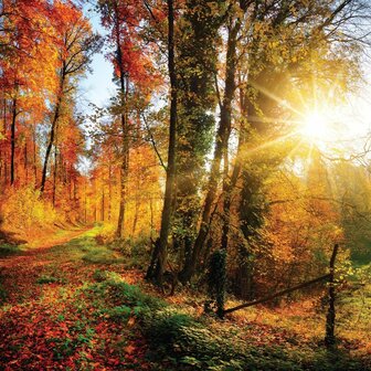 Bos fotobehang Herfstbos met Zonlicht