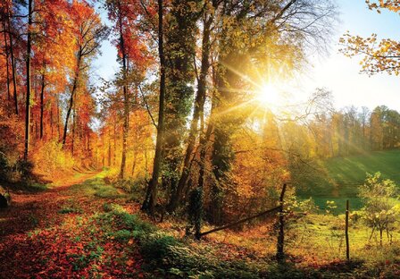 Bos fotobehang Herfstbos met Zonlicht