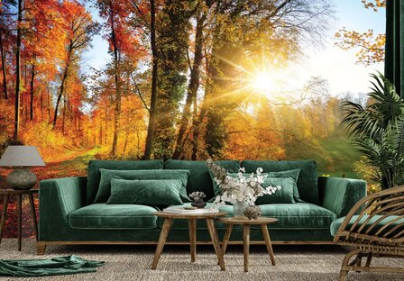 Bos fotobehang Herfstbos met Zonlicht