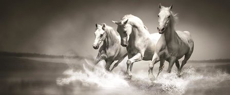 Paarden fotobehang zwart/wit H