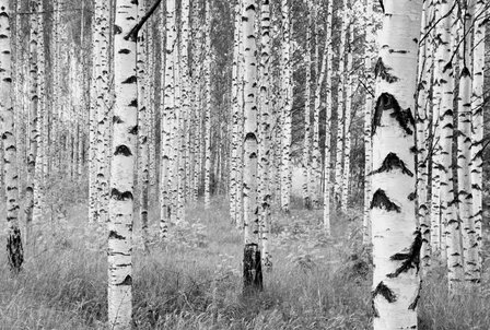 Woods vlies fotobehang zwart/wit