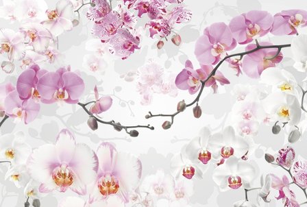Fotobehang Allure - Orchidee&euml;n