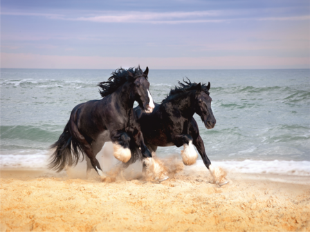 Paarden fotobehang Shire