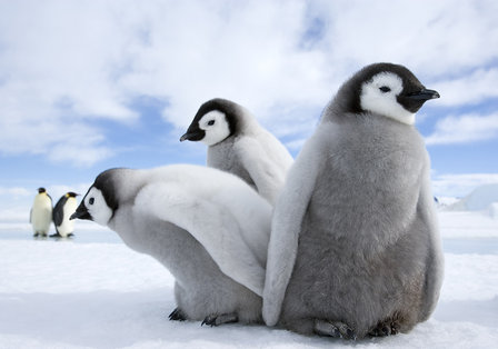 Fotobehang Pinguin Trio