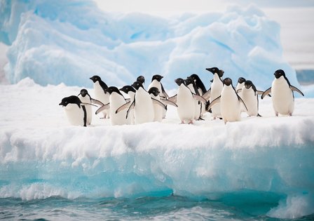Fotobehang Pinguins