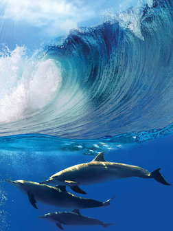 Dolfijnen fotobehang L1