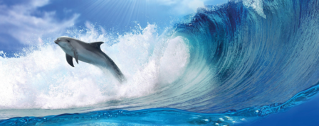 Dolfijnen poster behang Horizontaal