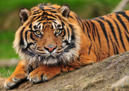 Sumatraanse tijger behang