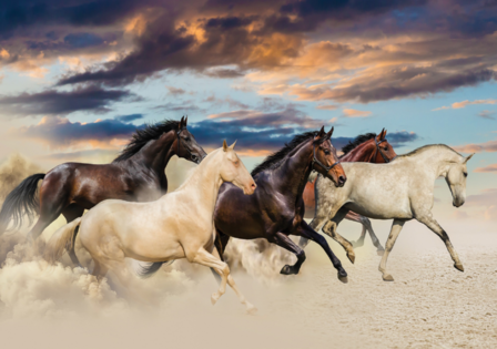 Paarden fotobehang In galop - Vlies XL