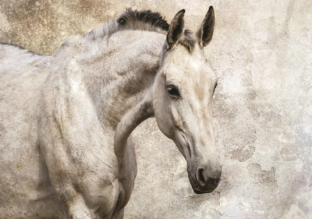 Paarden fotobehang Schimmel kleur