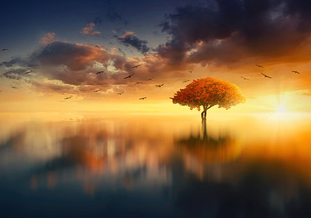 Fantasy fotobehang Sunset Tree