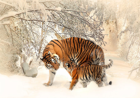 Tijger fotobehang Sneeuw