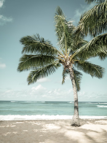 Strand fotobehang Palmboom