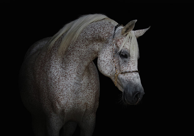 Paarden fotobehang Schimmel