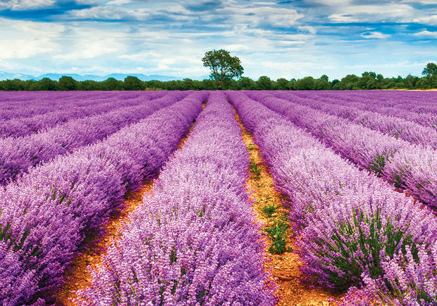 Lavendel behang Provence