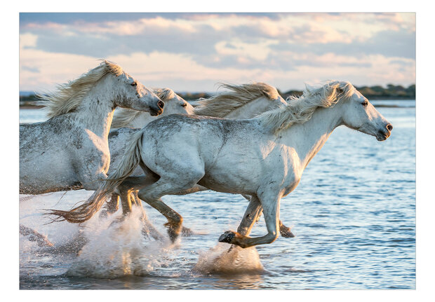 Paarden fotobehang Wild Race