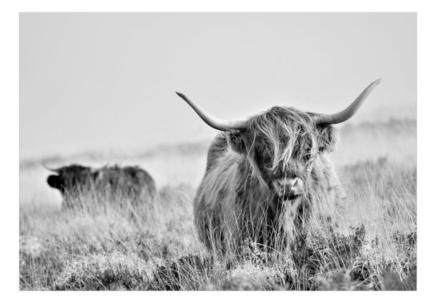 Schotse Hooglander fotobehang Highland Cattle