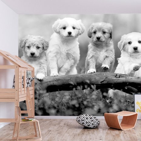 Honden fotobehang Vier Puppies 