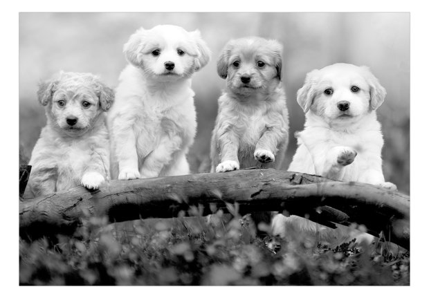 Honden fotobehang Vier Puppies Four 