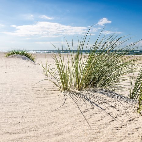 Strand fotobehang helm gras