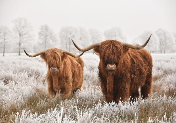 Schotse Hooglanders fotobehang