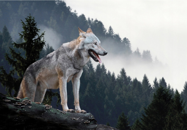 Fotobehang Wolf bij mistig bos