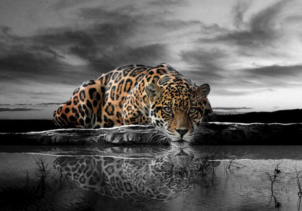 Snoep Kan worden genegeerd onderwijzen Jungle fotobehang Jaguar zwart-wit kleur | Muurdeco4kids