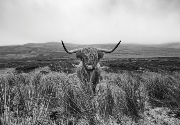 Schotse Hooglander fotobehang zwart wit