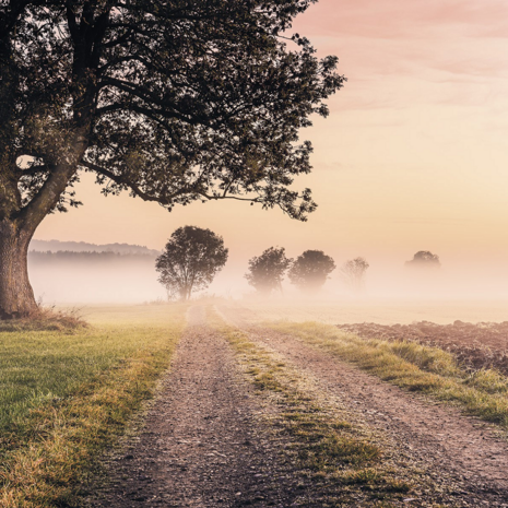 Misty Morning fotobehang - SH