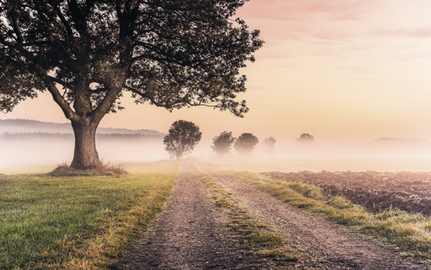 Misty Morning fotobehang - SH