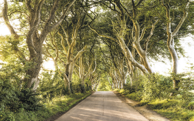 Golden Hedges fotobehang - SH