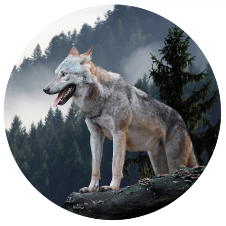 Dieren behangcirkel Wolf