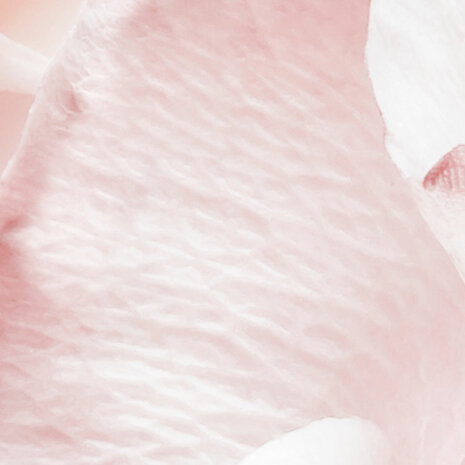 Detailfoto Spring Roses