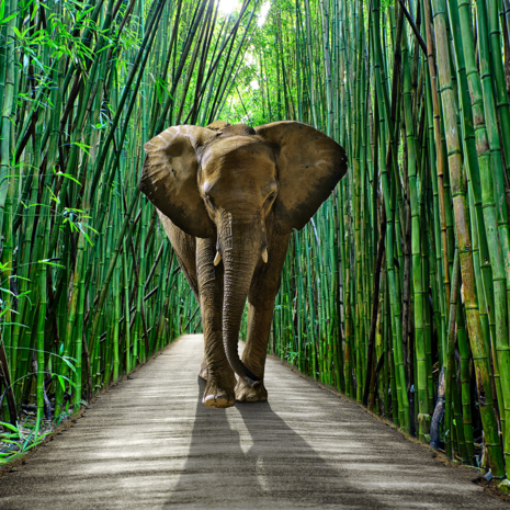 Olifant in bamboebos behang