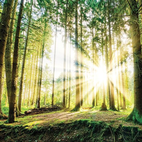 Bos fotobehang Zonneschijn