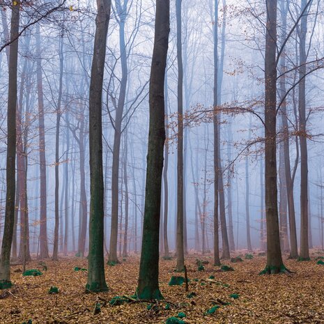 Bos fotobehang Misty Forest